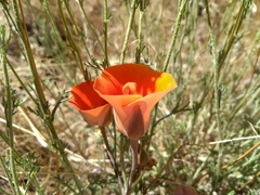 Calochortus kennedyi