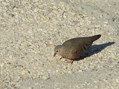 Columbina passerina