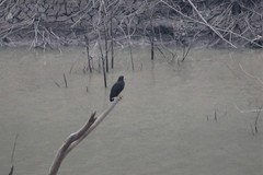 Buteogallus urubitinga