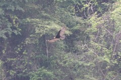 Cathartes burrovianus