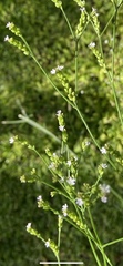 Verbena montevidensis