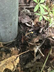 Ophiocordyceps sphecocephala