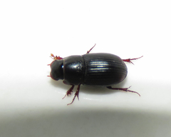 Ataenius opatroides