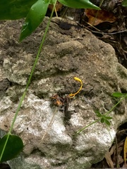 Ophiocordyceps sphecocephala
