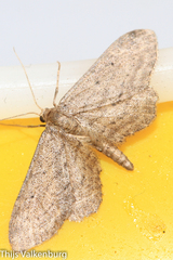 Idaea infirmaria