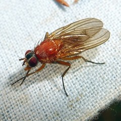 Thricops diaphanus