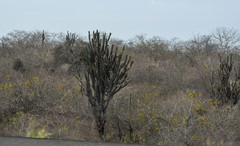 Armatocereus cartwrightianus