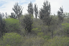 Armatocereus cartwrightianus
