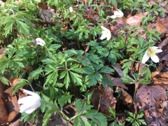 Anemonoides nemorosa
