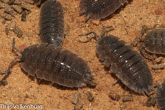 Porcellio echinatus