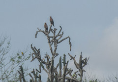 Armatocereus cartwrightianus