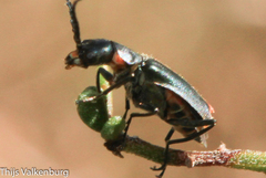 Clanoptilus abdominalis