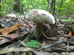 Caloboletus firmus