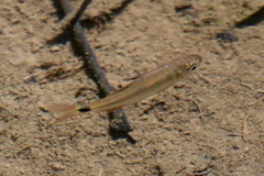 Astyanax panamensis