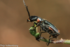 Clanoptilus abdominalis