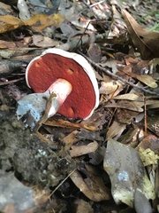 Caloboletus firmus