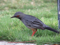 Turdus plumbeus
