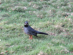 Turdus plumbeus