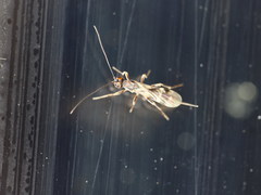 Dendrosoter protuberans