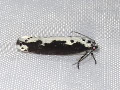 Ethmia semilugens