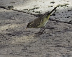 Setophaga palmarum