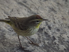 Setophaga palmarum