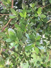 Ceanothus palmeri