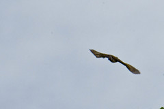 Tyrannus melancholicus