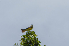 Tyrannus melancholicus