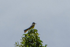 Tyrannus melancholicus