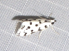 Eustixia pupula