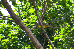 Tyrannus melancholicus