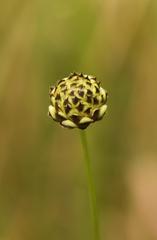 Cephalaria natalensis
