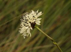Cephalaria natalensis