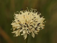 Cephalaria natalensis