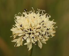 Cephalaria natalensis