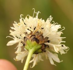 Cephalaria natalensis
