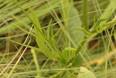 Cephalaria natalensis