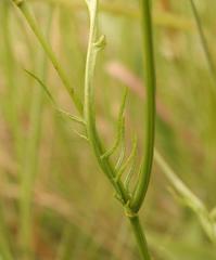 Cephalaria natalensis