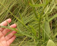 Cephalaria natalensis