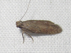 Hypatima