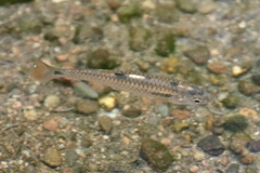 Lebiasina panamensis