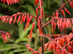 Pitcairnia dodsonii