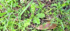Carduus argentatus