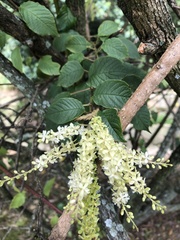 Ledenbergia seguierioides