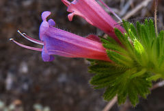 Echium stenosiphon image