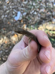 Anolis cupreus