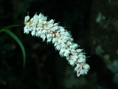 Bistorta alopecuroides