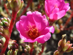 Portulaca gilliesii