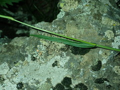 Bistorta alopecuroides